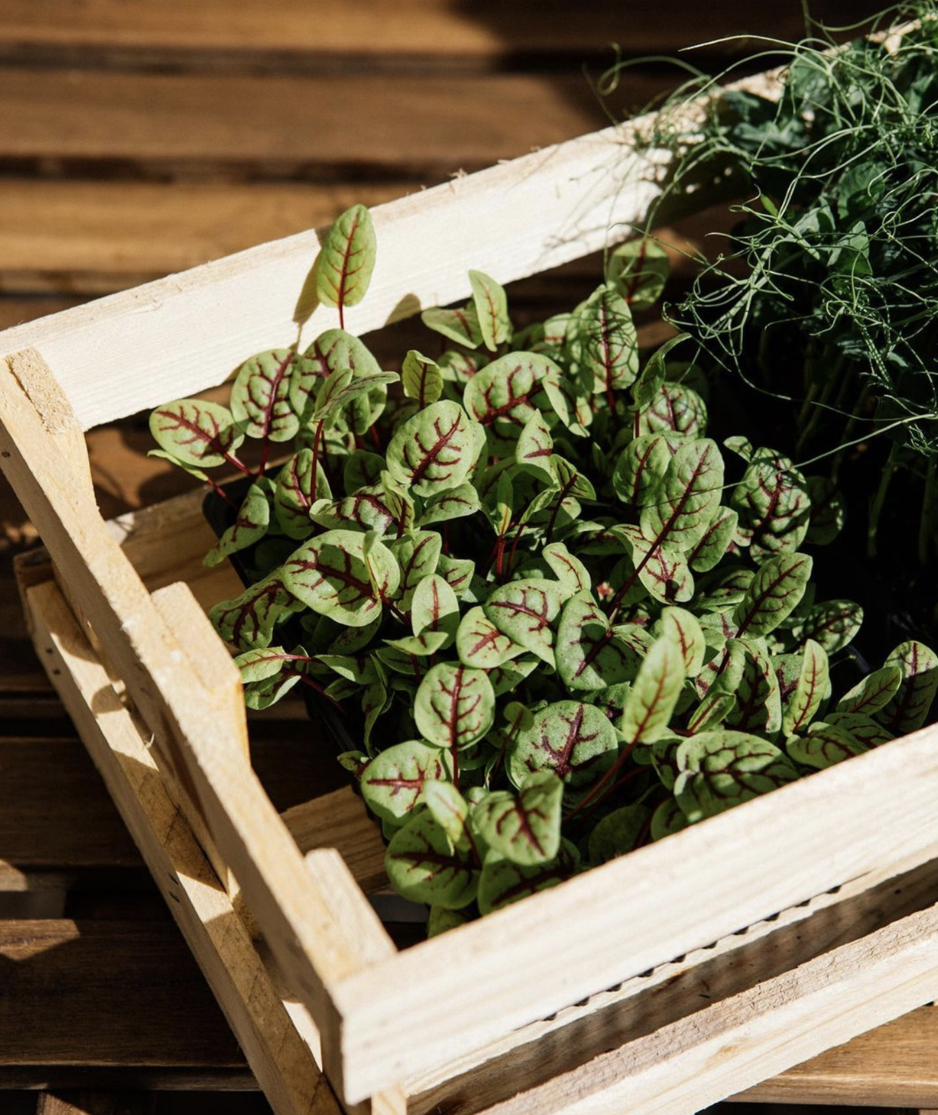 Capture-décran-2022-03-18-à-17.30.37